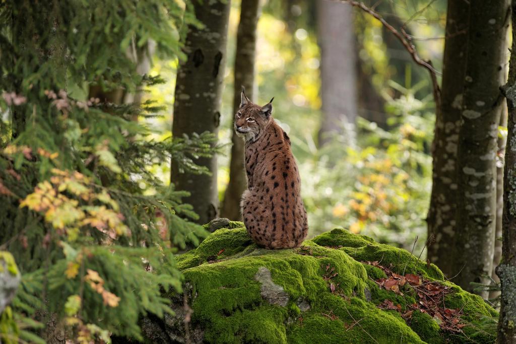 Ferienwohnung Im Landhaus Am Nationalpark Ludwigsthal Luaran gambar